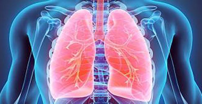 Human body lungs